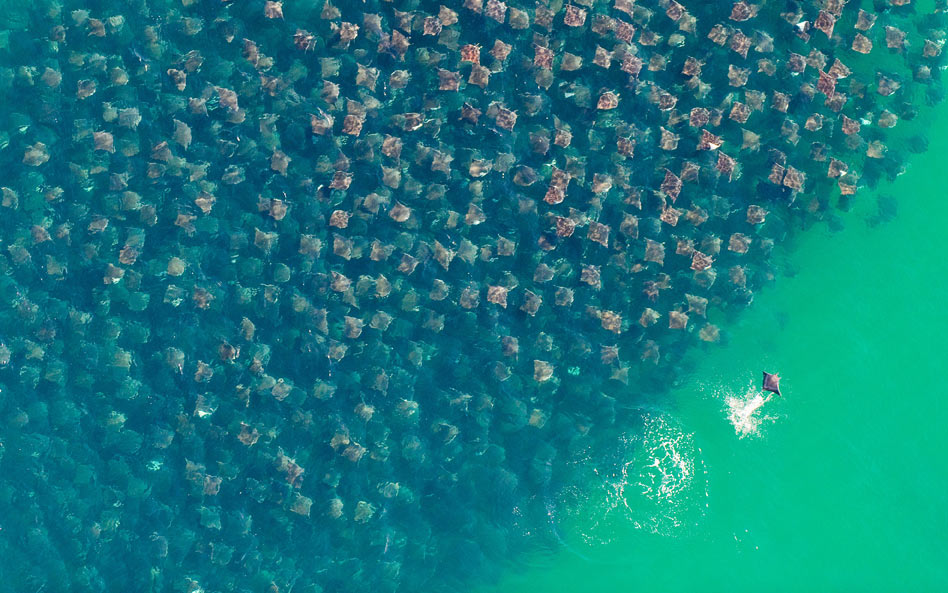 Manta Ray