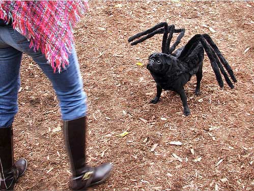 Pet costumes 2