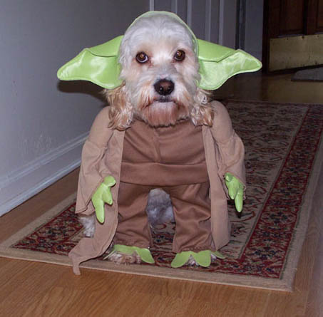 Pet costumes 3