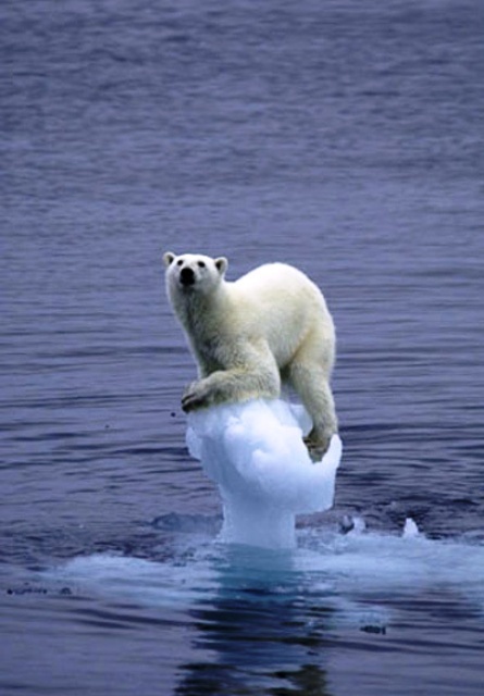 Polar Bear owned