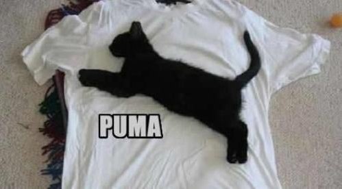 Puma