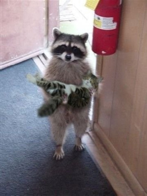Raccoon