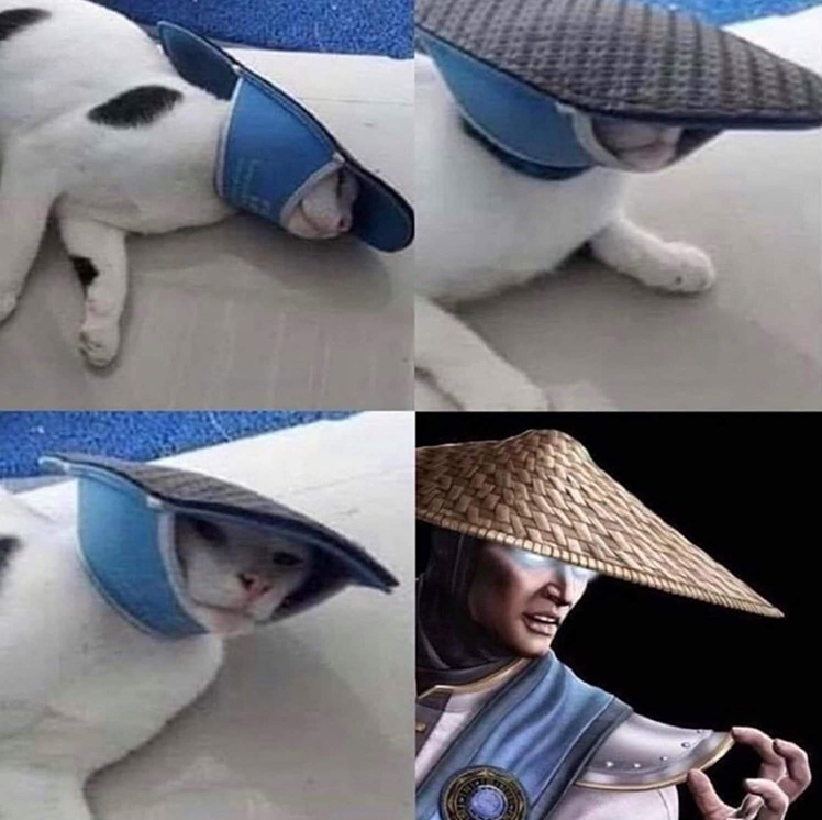 Raiden cat