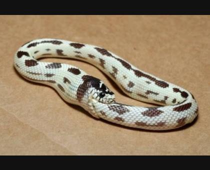 Stupid Snake