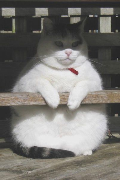 Totoro Cat