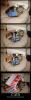 Evolution of Cats