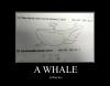 Whale