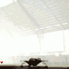 Elephant Trampoline