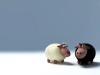Black Sheep 1600x1200