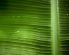 Palm 1280x1024