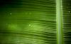 Palm 1280x800