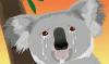 Crying Koala