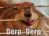 Derp Derp