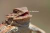 Lizard Heh
