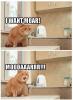 lolcat moar