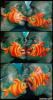Facepaint Fish