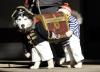 Pirate Dog