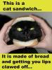 cat sandwich