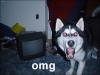 OMG husky
