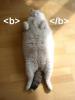 Bold cat
