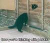 Cat portal