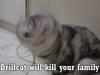 Drill Cat