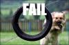 Fail dog jump