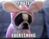 I hate everything