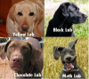 Labs