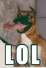 Lol dog