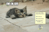 lolcat clippy