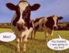Moo