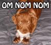 Om nom nom cat