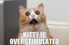 Kitty is overstimulated