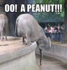 Peanut