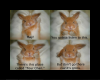 Rabbits 4chan warning