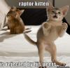 Raptor kitten