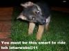 Smart internet dog
