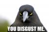 Pigeon Hate