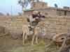 Attack donkey