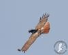 Bird riding hawk