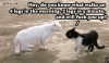 Cat Riddle