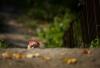Cat stalk