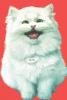 Evil cat