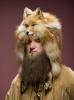 Fox hat