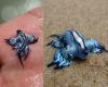 Mollusc