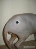 New species