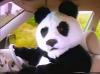 Panda man