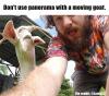 Panorama goat