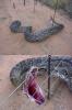 Snake on an Electric Fence